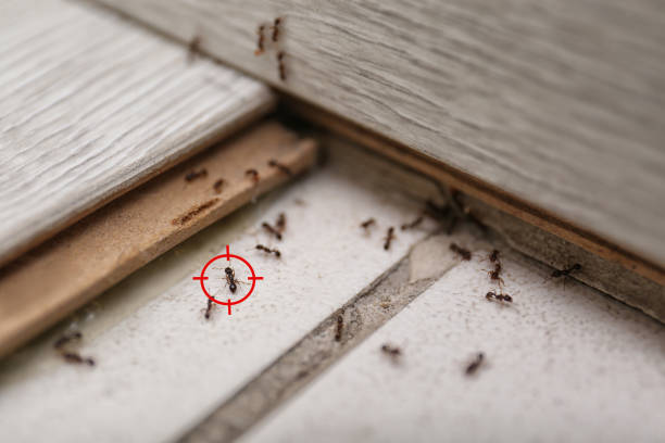 Best Affordable Pest Control Services  in Norwich, CT
