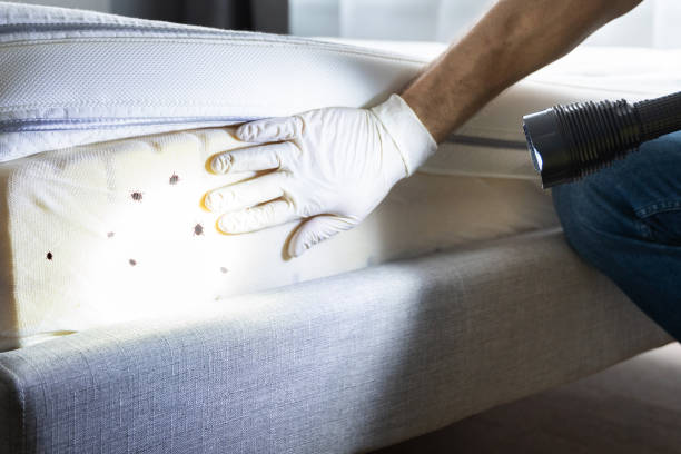 Best Ant Control Services  in Norwich, CT